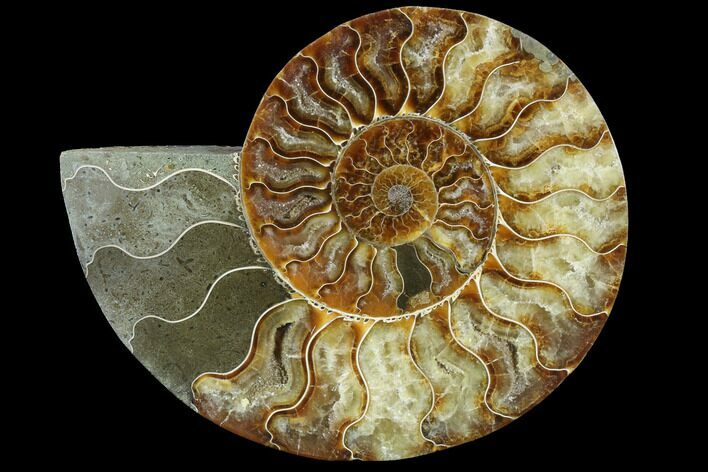 Agatized Ammonite Fossil (Half) - Madagascar #88194